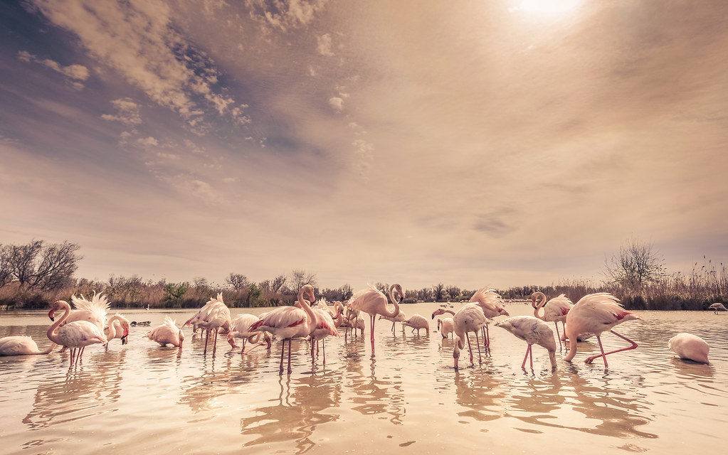 Camargue